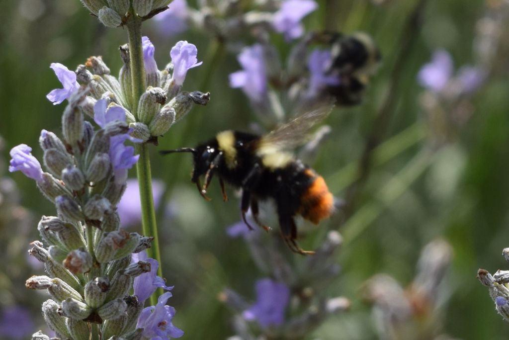 Bombus cfr. lapidarius decipiens, Apidae